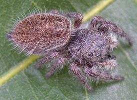 Prince Jumper